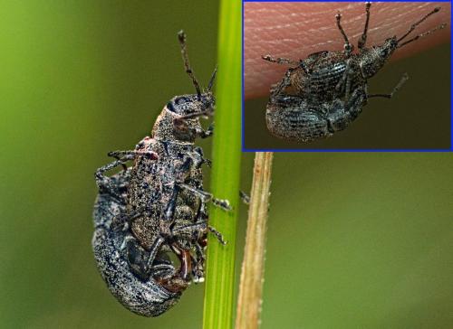 Réf. 323 322 : Peritelus sphaeroides